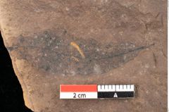 Foto (Detailsansicht) von Quercus palaeoilex Ettingshausen (NHMW-GEO-2024-0188-0852)